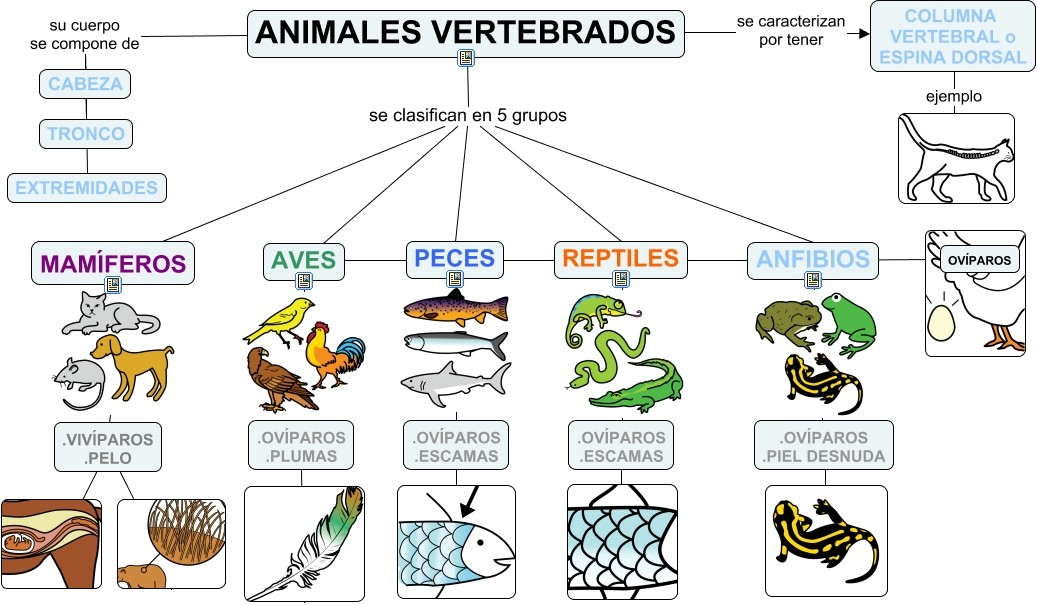 MAPA CONCEPTUAL
